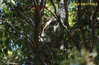 7_ Koala_8Nov2013.jpg